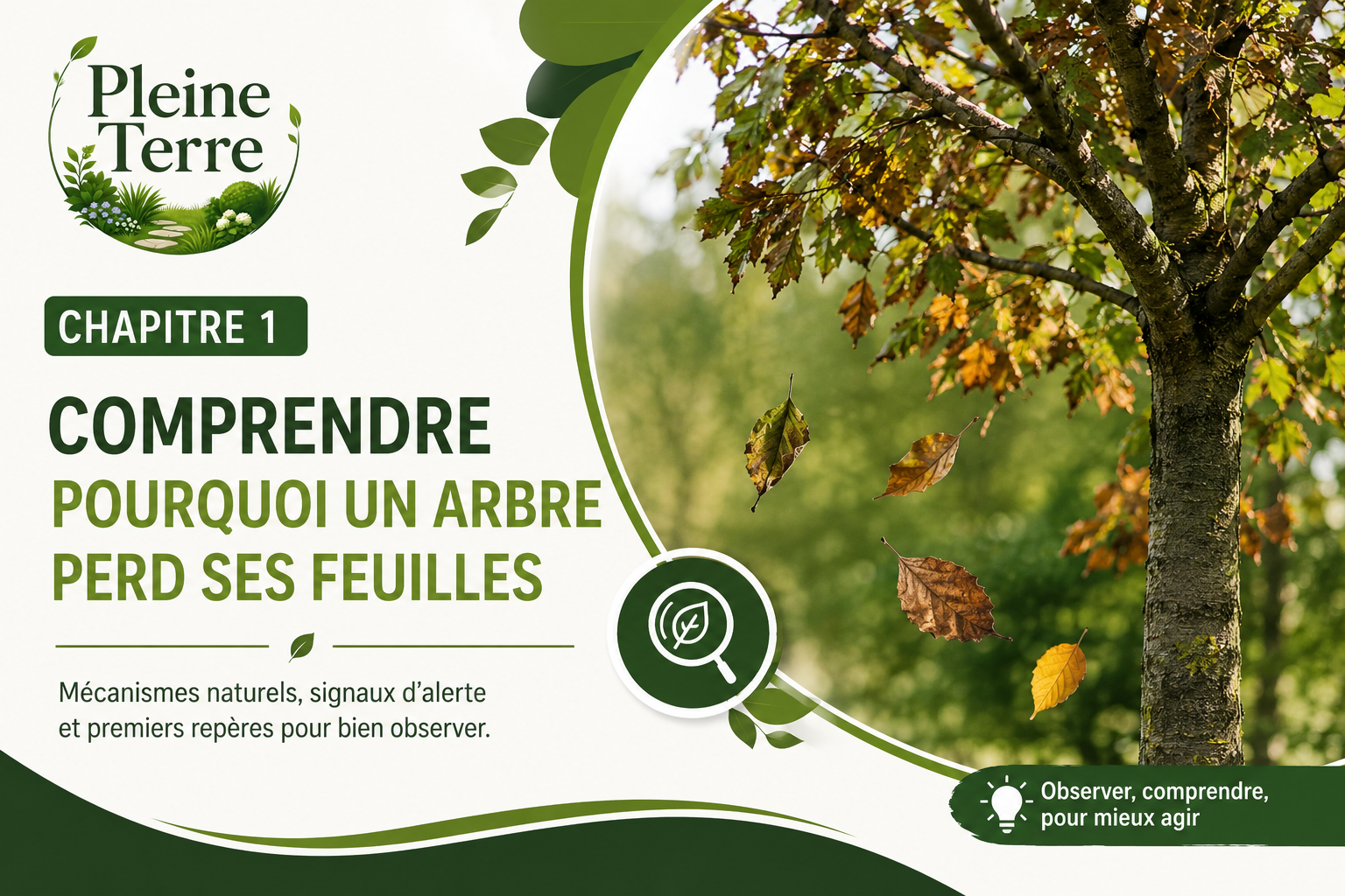 Comprendre pourquoi un arbre perd ses feuilles