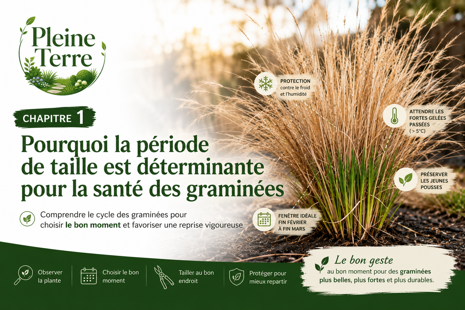 Guide de taille pour graminées saines