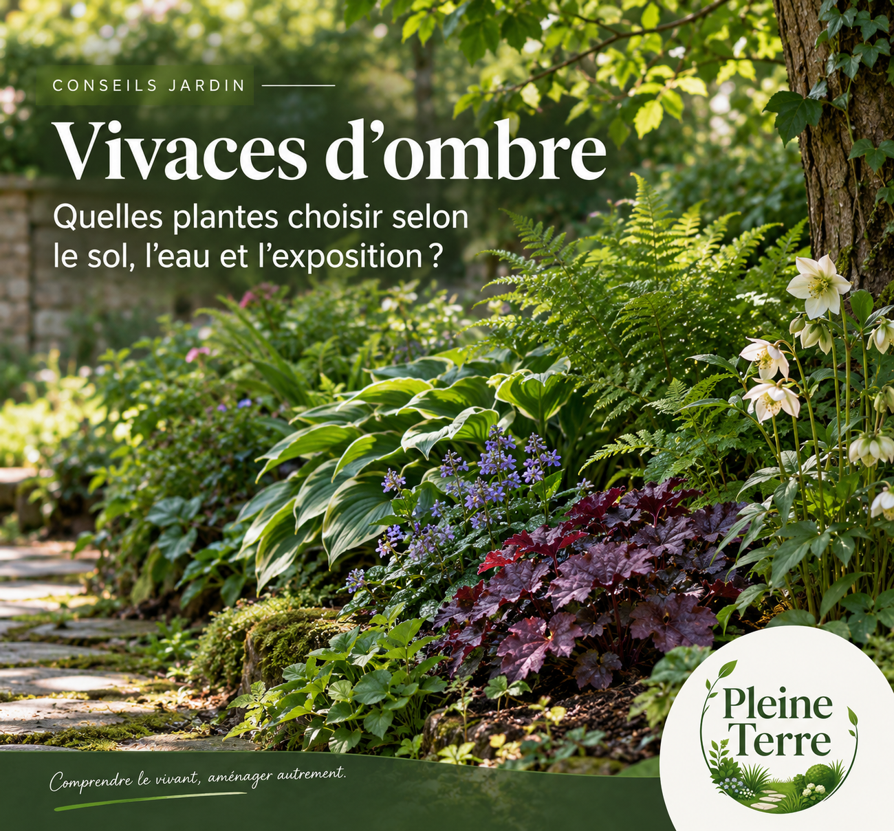 Vivaces d’ombre au jardin